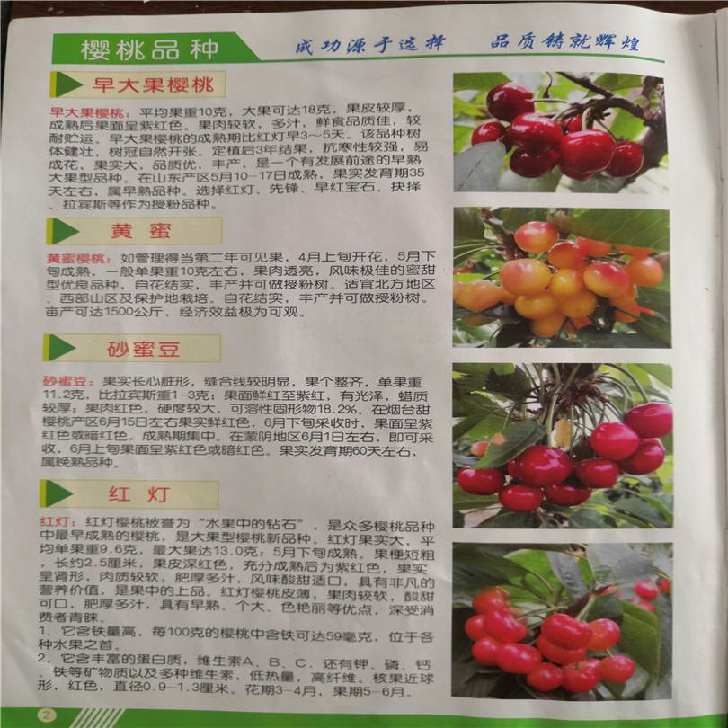 甘肃桑缇娜樱桃苗图片