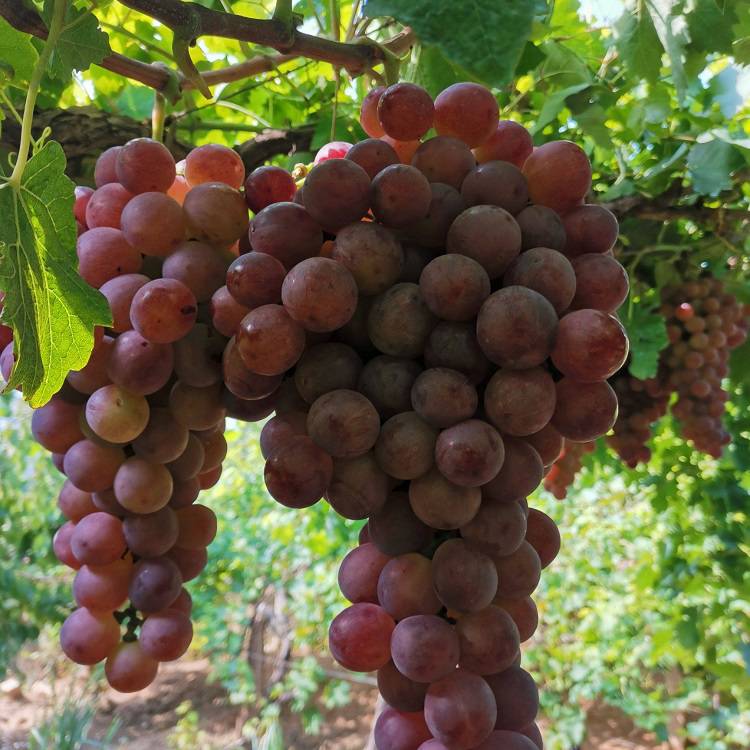 美国红提葡萄树苗一年红提葡萄树苗红提葡萄苗