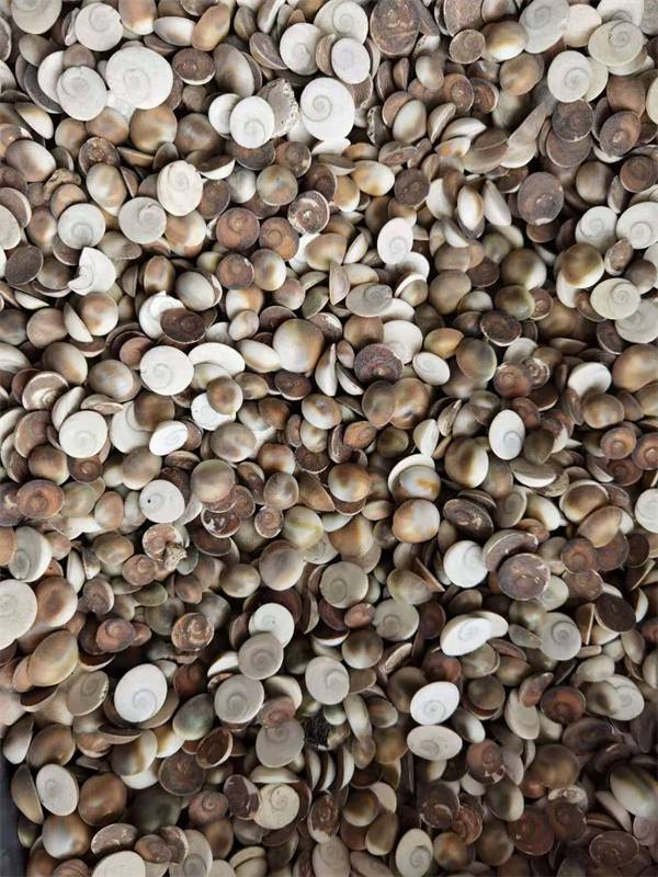 【甲香收购多少钱斤,甲香的功效与作用,甲香哪里有