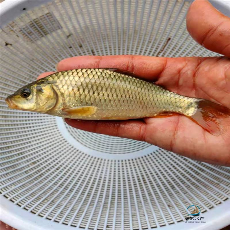 放生鲤鱼苗正宗兴国鲤鱼苗求购裸鲤鱼苗支持技术