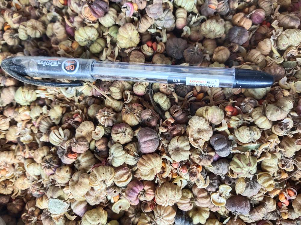 野南瓜的功效野南瓜供应