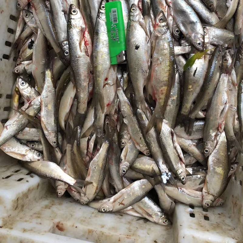 全年收购淡水小杂鱼大量收购各种淡水鱼上门大量收购鲫鱼