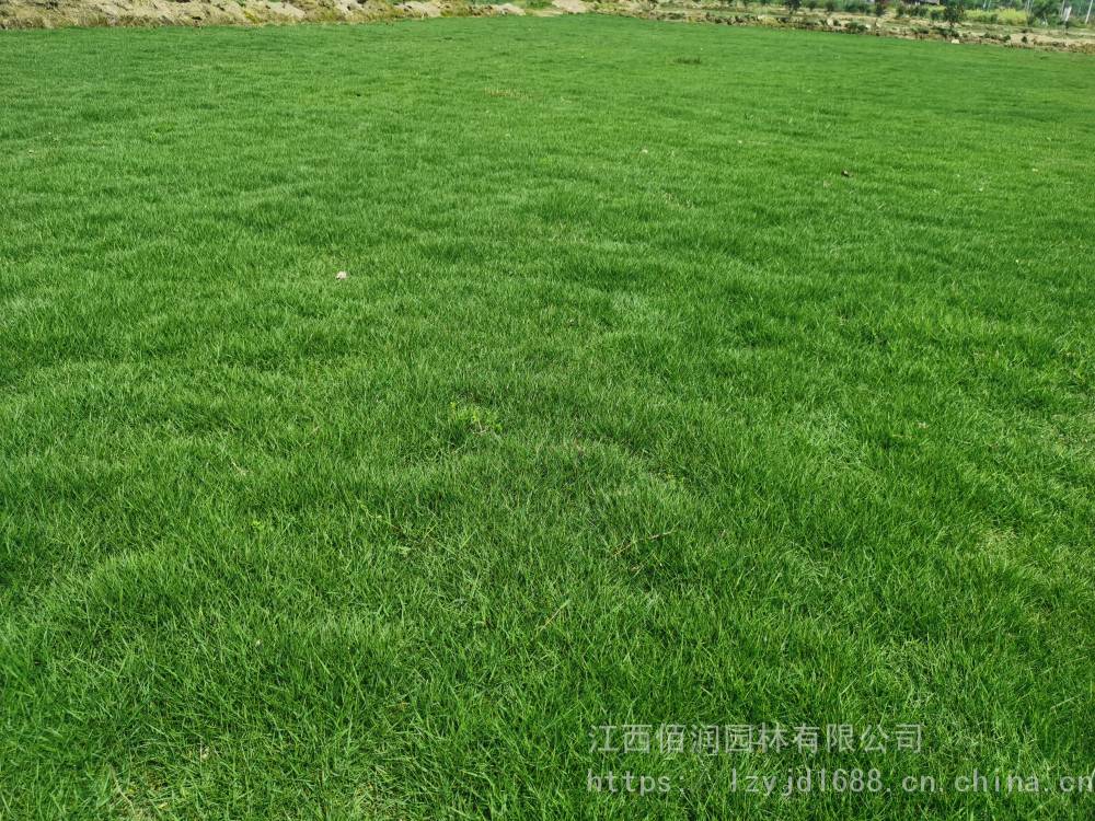 台湾青草皮福建泉州马尼拉草坪批发矮生百慕大草皮