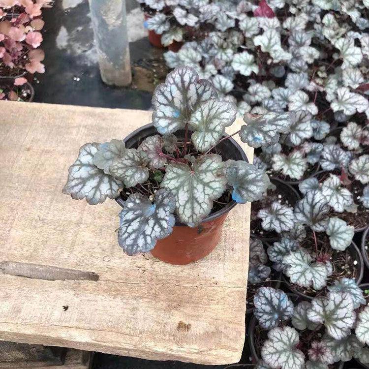 基地出售矾根 节日组摆草花 矾根小苗