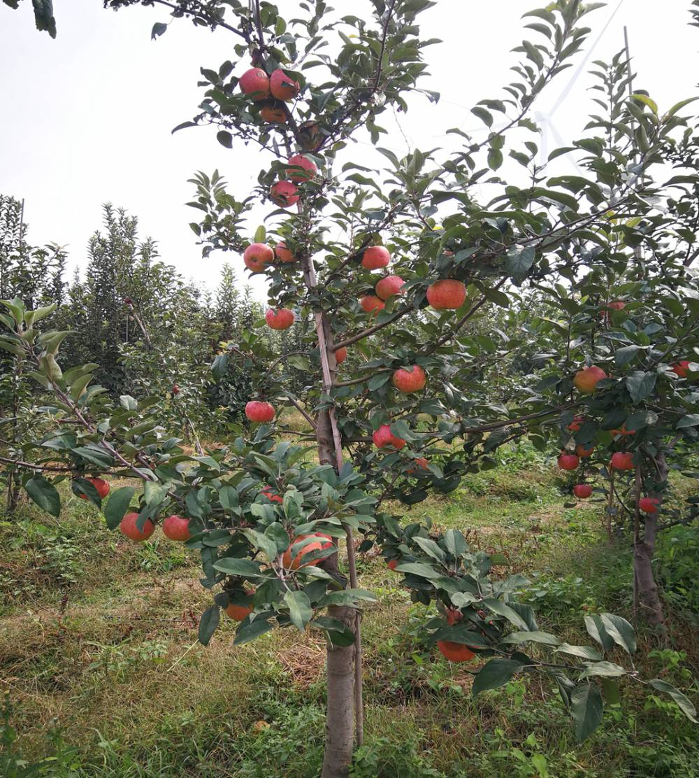 紅富士蘋果苗當年種植兩年掛果春天嫁接紐約二號蘋果苗成活率高