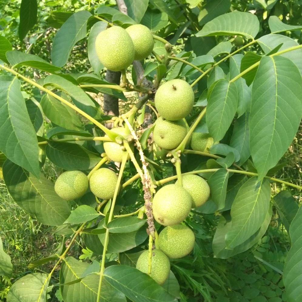 新疆185纸皮核桃青皮核桃批发去皮鲜核桃皮薄肉厚