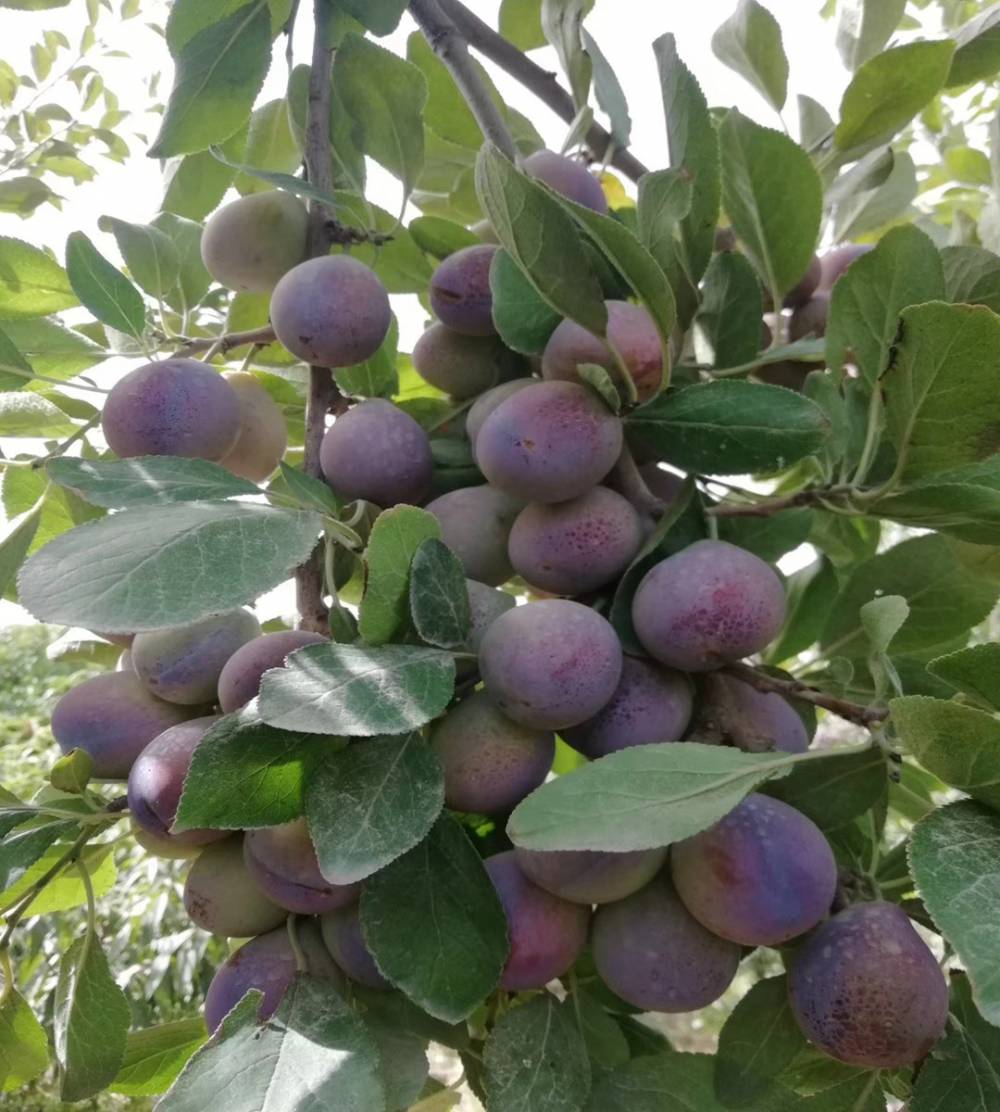 3厘米2021年种植苍山杏梅丰产】价格_厂家 - 中国供应商