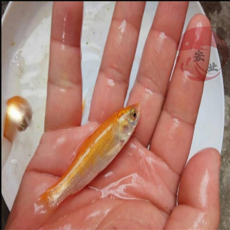 香港平谷良种黄金草鱼苗金草鱼苗批发报价