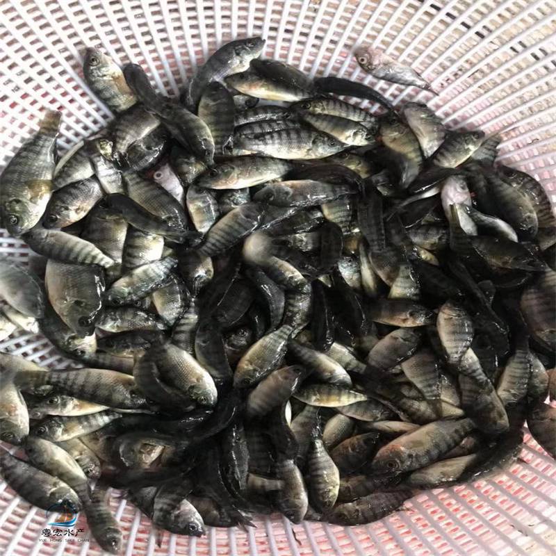 四川非洲鲫鱼苗厂家罗非鱼苗杂交奥尼罗非苗