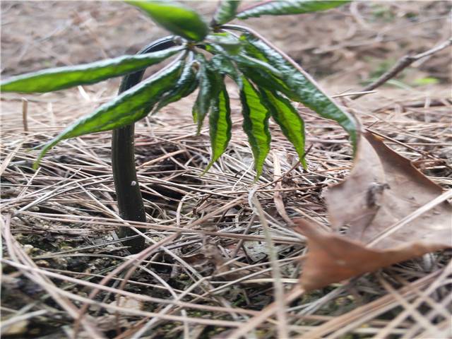 湖南嶽陽湘陰天麻之鄉天麻種子種植值錢的藥材種植品種