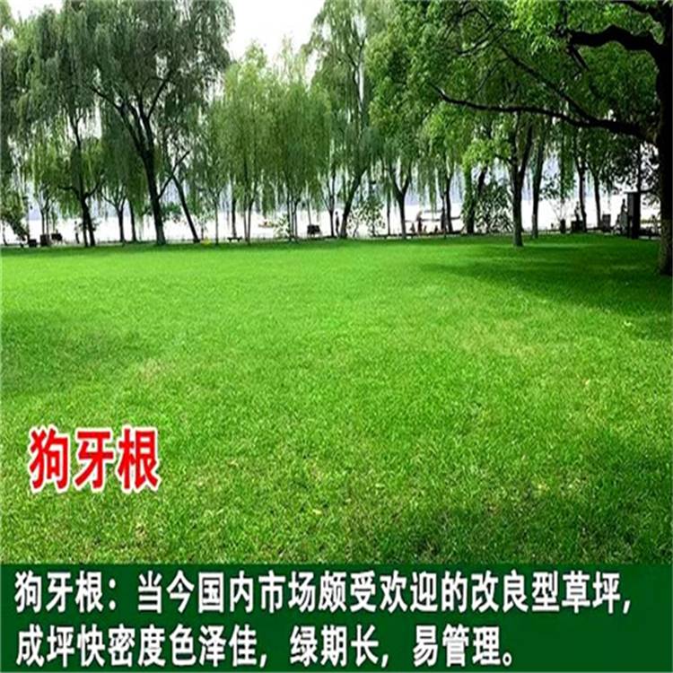 老芒麦种子规格型号就近仓库新疆经销批发