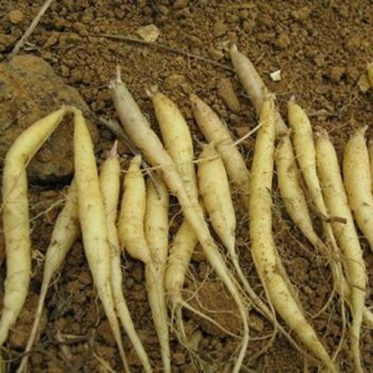 只留合理的利润河南昆仑生物专注:生根,根腐重茬,土传病,枯黄萎,根烂