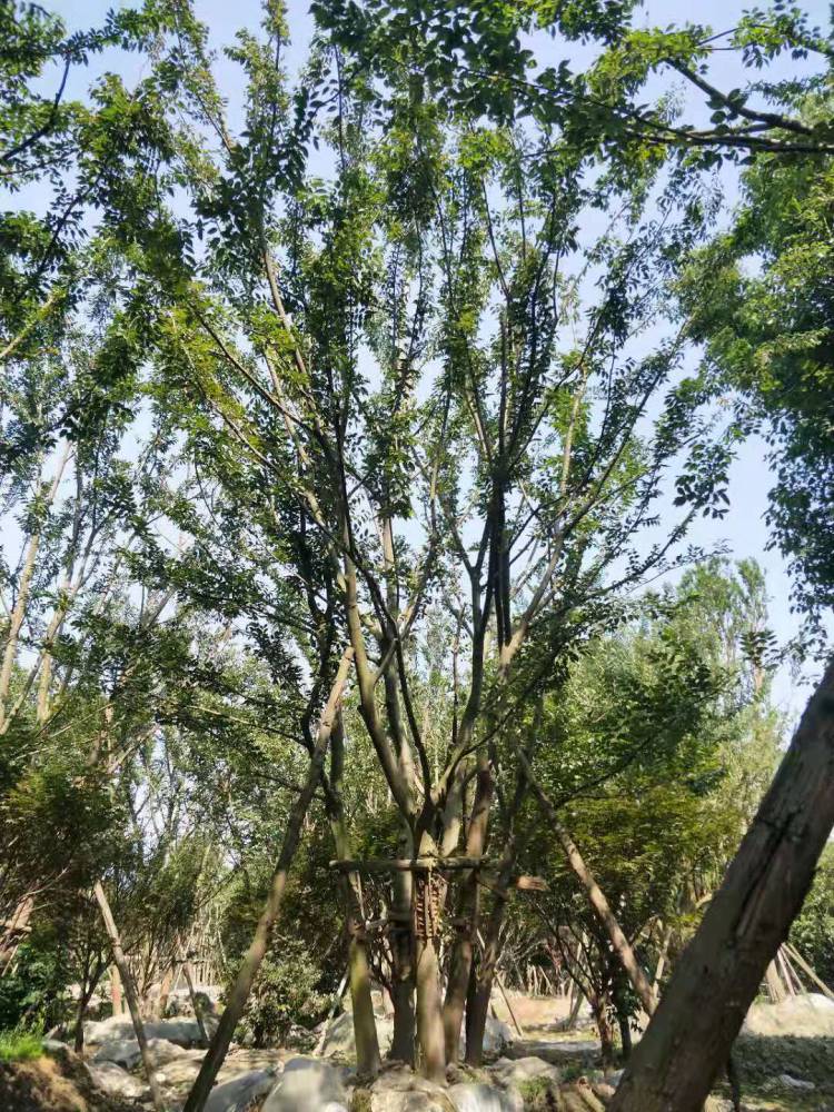 丛生朴树价格朴树基地拼栽朴树计算方法成都哪里买朴树便宜