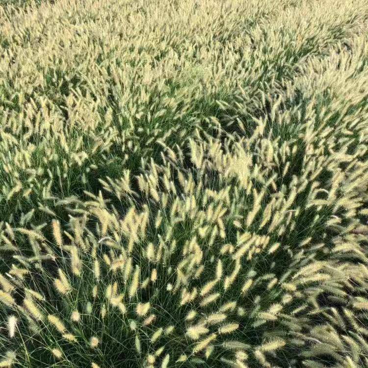 佳颖园艺供应小兔子狼尾草大布尼狼尾草小兔子狼尾草苗圃