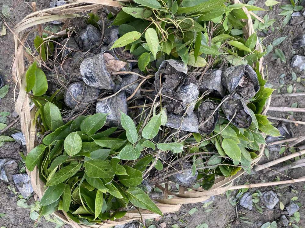 湖北5米长的牛马藤工程苗批发基地成都带竹竿的哦杯苗