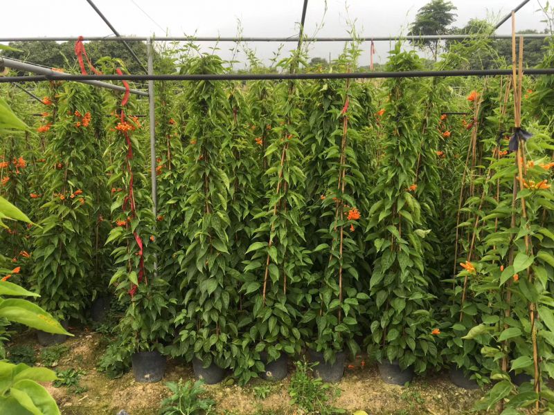 云南炮仗花爬藤植物云南炮仗花100cm供应