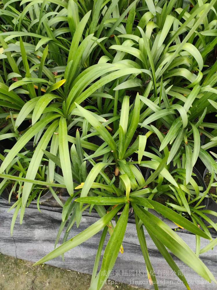 百子莲基地批发价出售新百子莲等各种草花报价