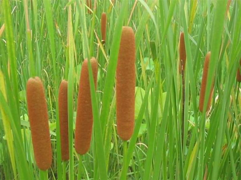 供应南宁芦苇苗南宁香蒲苗芦苇价格香蒲基地南宁芦苇香蒲种苗价格价格