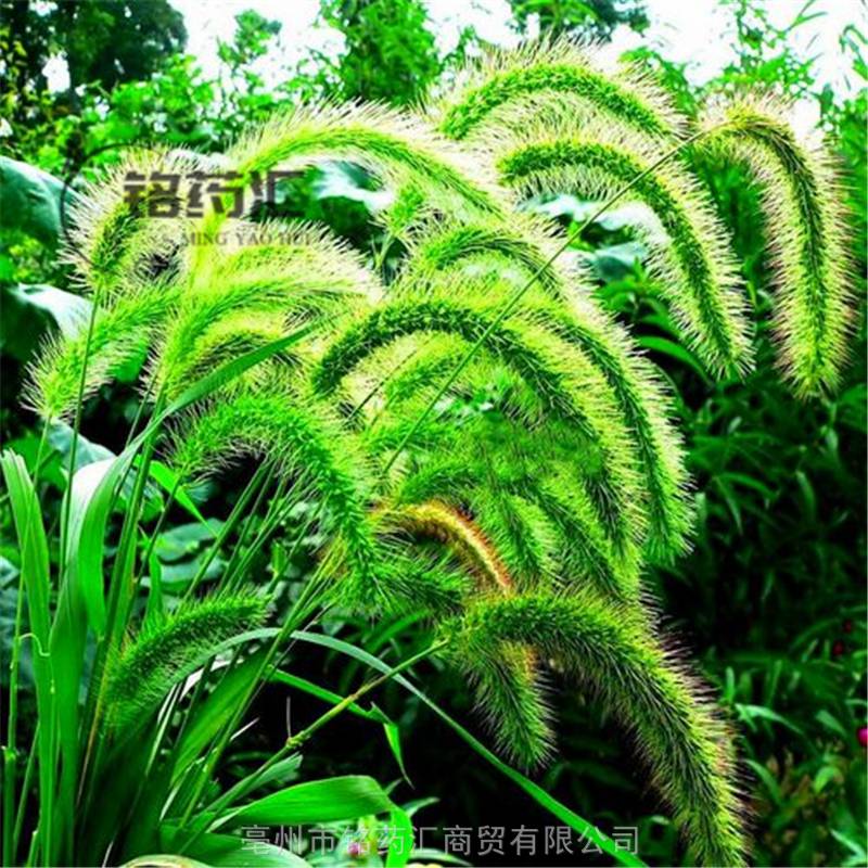 中药材小芒草野生狗尾草产地大货药食同源散装无杂质上千种中药材