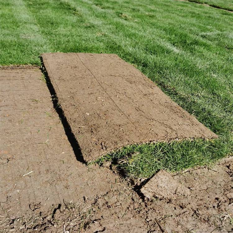 公路绿化草坪 广东马尼拉草 广场绿化草坪 再生性好