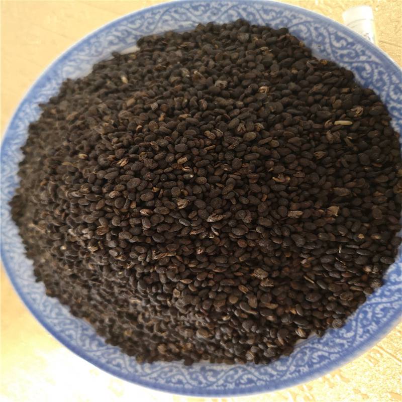 破故纸破故纸批发价格破故纸供应