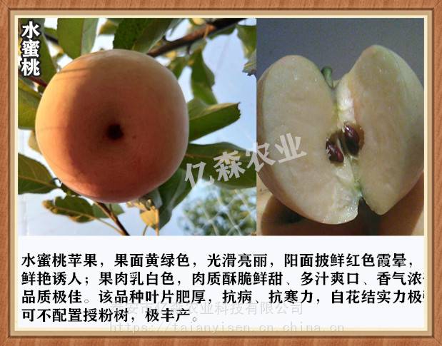 柱状苹果苗施肥技术福久红苹果苗种植方法