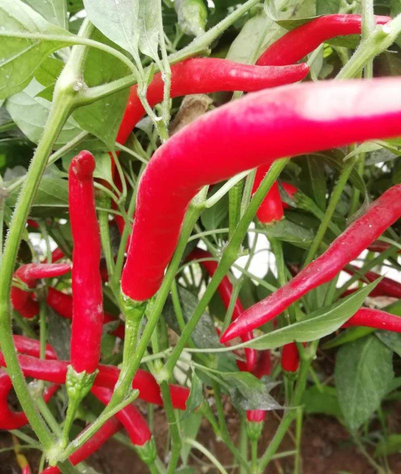 艳亮朝天椒早熟大果产量高