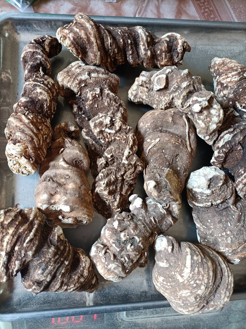 重楼各种规格 重楼今日报价