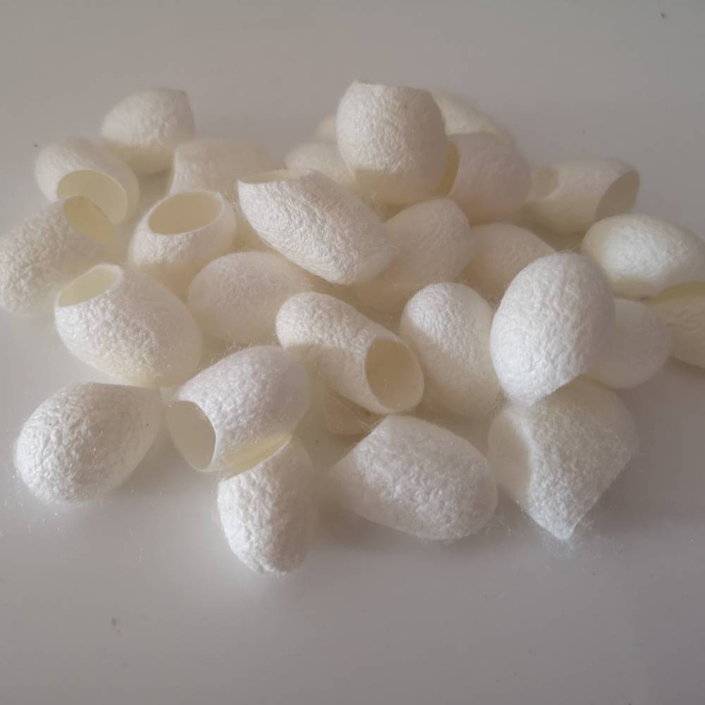 蚕茧功效与作用蚕衣产地哪里可以购买蚕茧多少钱一公斤