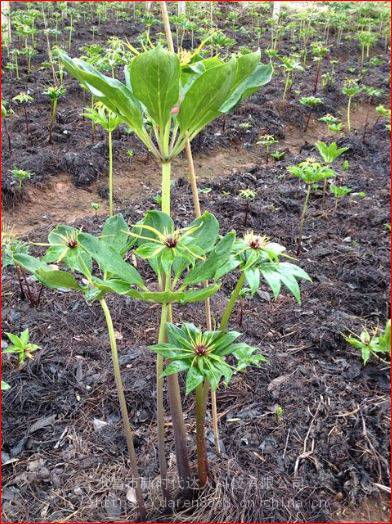 0等级1苗龄一年苗cm品种重楼茎粗5cm苗高5-10cm产品特性七叶种类种苗