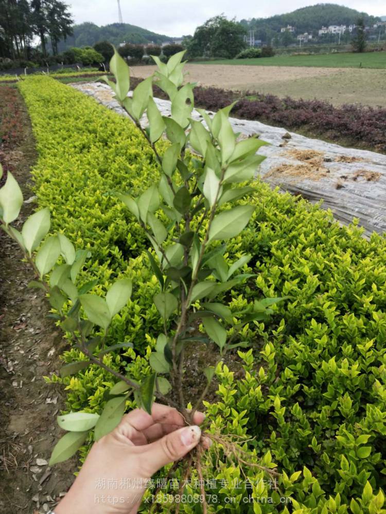 金森女贞小苗江西金森女贞苗价格