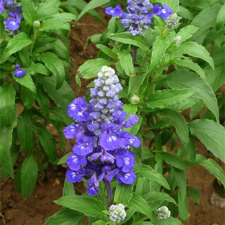 宿根地被花卉兰花鼠尾草耐寒园林花坛美化绿化