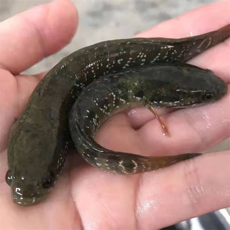 鲜活水产种苗出售七星鱼苗淡水养殖花星鱼苗港明鱼苗基地