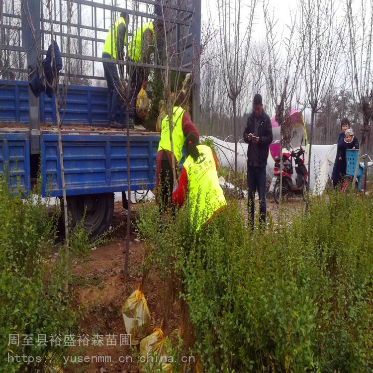 汉中小叶女贞 常用绿化苗木 红叶石楠苗 北方周边适合种