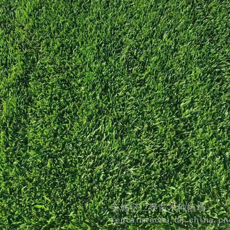 黑麦草草坪多少钱一平方 ***草坪 草皮卷 琉璃苣种子