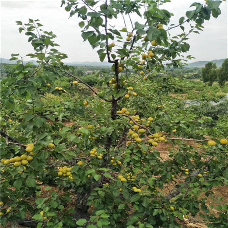 3公分杏树带土球价格 串枝红杏树 正一 规格齐全