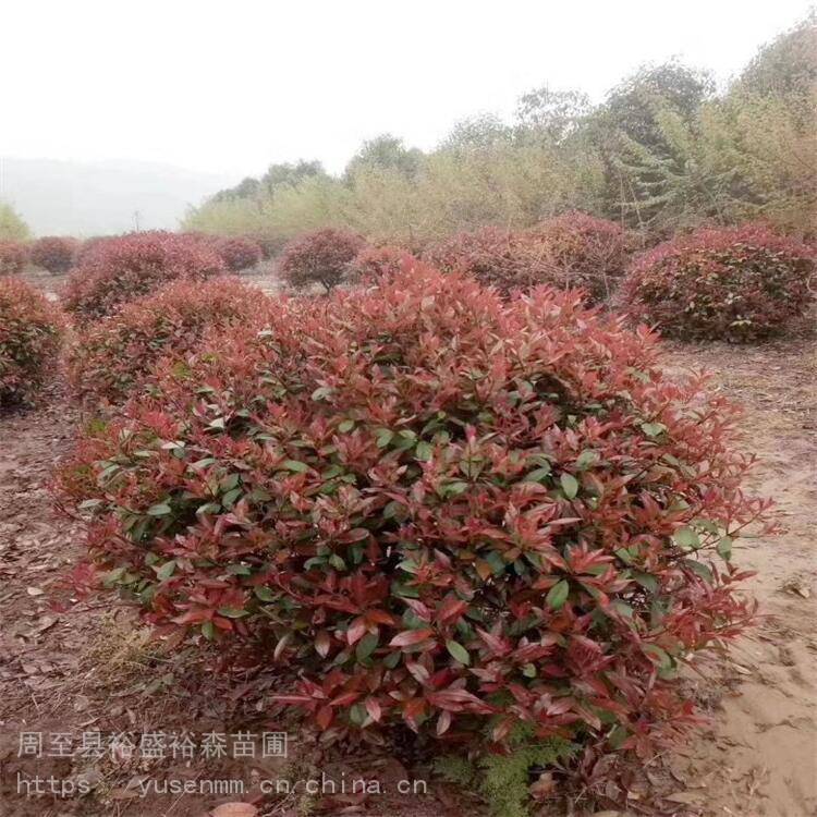 西安红叶石楠基地植物围墙 树苗草皮种子 陕南红叶石楠基地