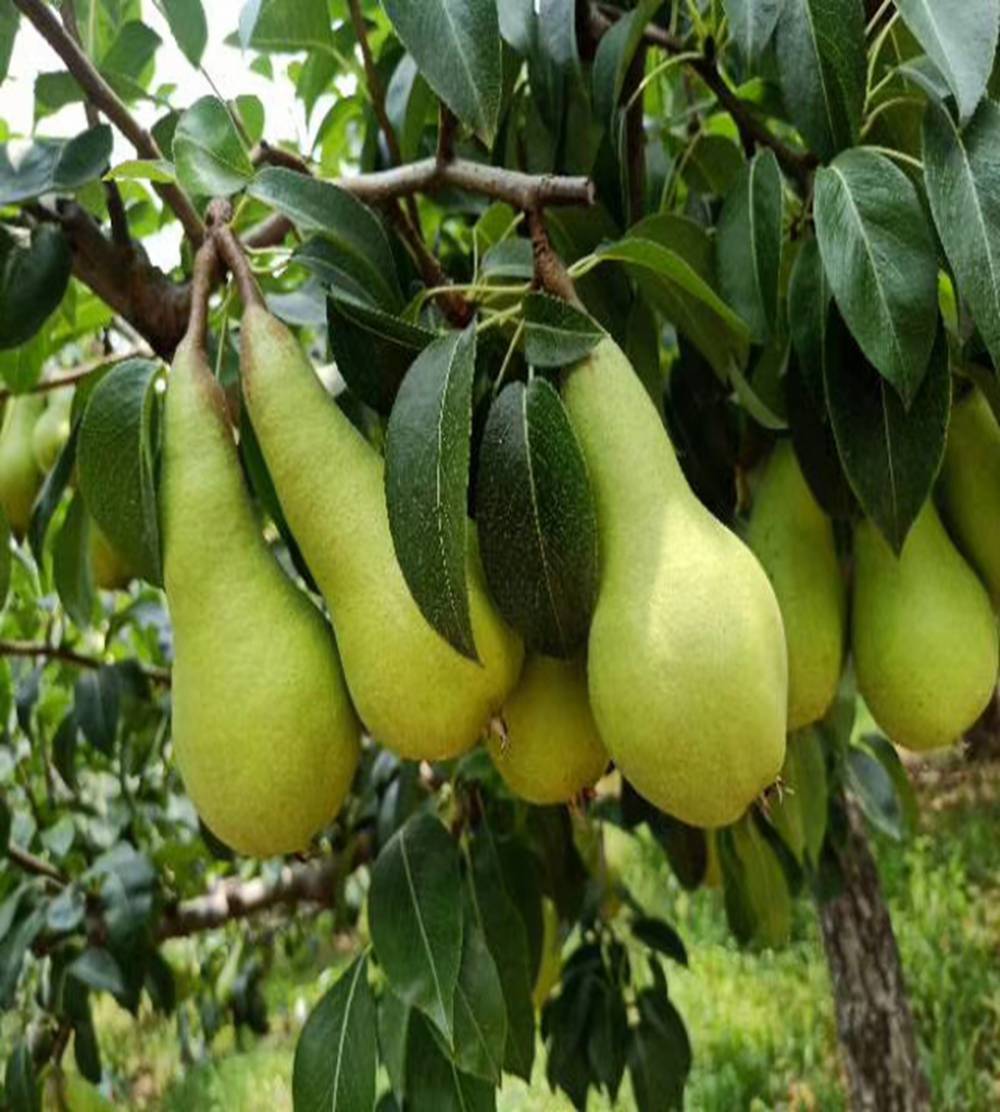 金糖梨谁有品种果树苗梨树苗早熟梨树苗海南黄花梨树小苗价格