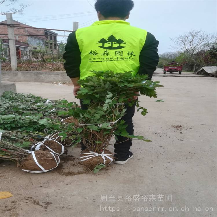 渭南牡丹花苗-周至杨凌苗木-桂花苗种植方法