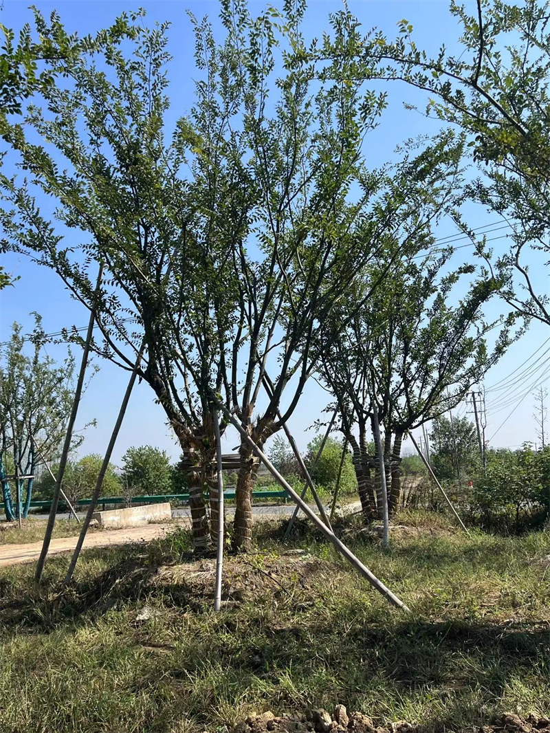 园林绿化五杆丛生朴树安徽宜景生态移栽全冠种植五杆丛生朴树树形优美