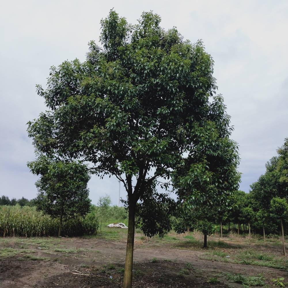 14公分大叶女贞十四公分大叶女贞衢州14公分女贞