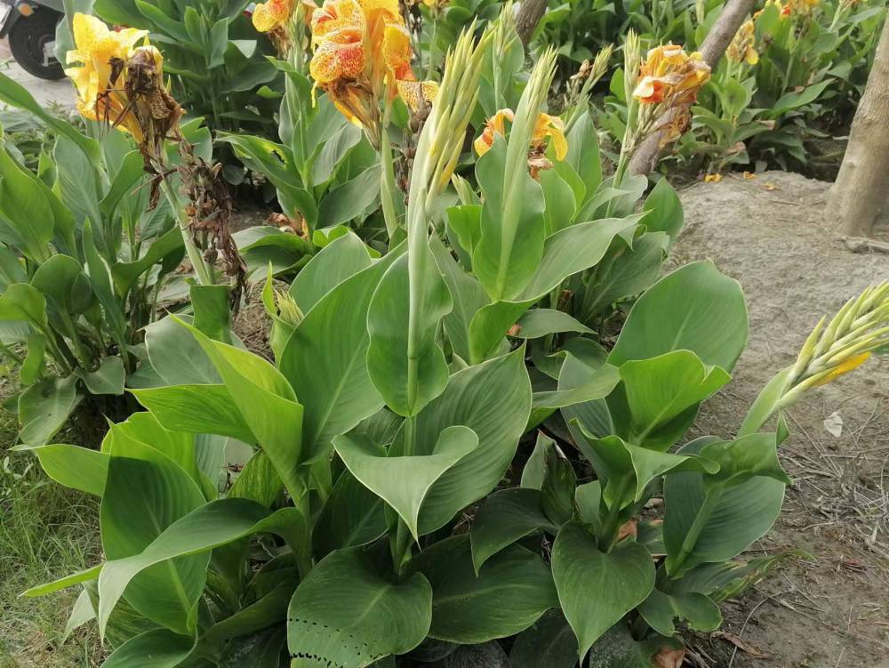 12米高美人蕉工程苗批发处理美人蕉苗子了美人蕉的地苗