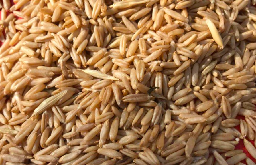 莜麦燕麦莜麦籽种燕麦米原粮图片