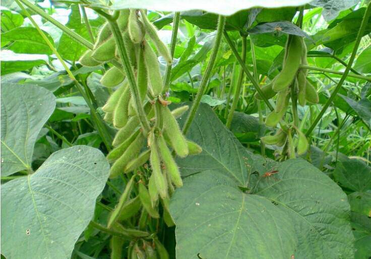 盐水毛豆荚毛豆角生态新鲜蔬菜毛豆带壳加热即食