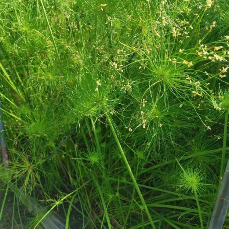 水生地被挺水植物纸莎草湿地绿化观赏草2060公分