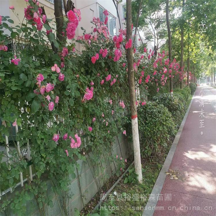 汉中五彩月季爬藤苗3米高-西安杨凌苗圃-爬墙月季哪有