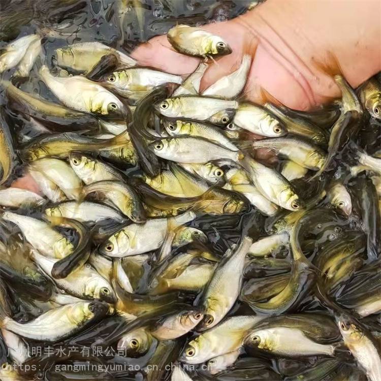 產地供應鰱魚水花苗黑鰱魚白鰱魚大頭魚苗淡水出售