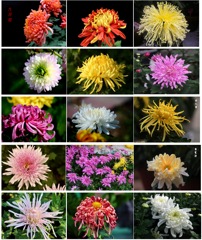 菊花花卉产地秋季菊花造型供货景区菊花盆栽摆花菊花品种国庆菊九月菊