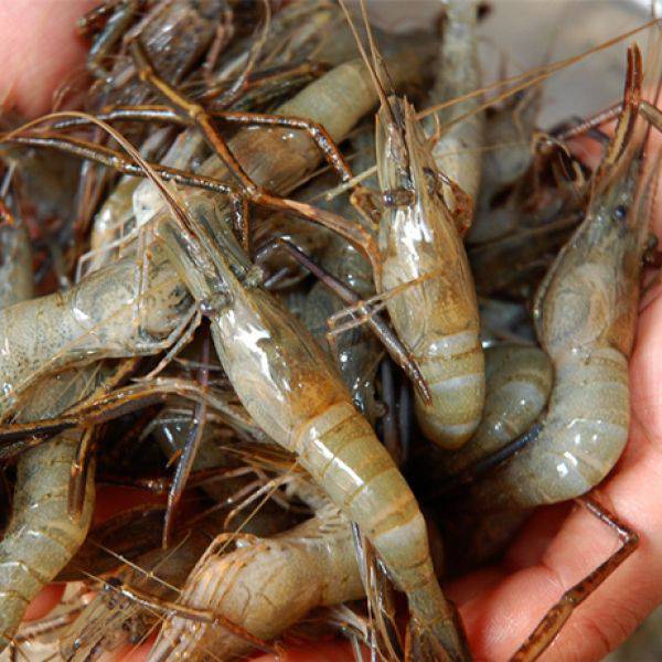 活的河虾-老经原生农业河虾-常州河虾
