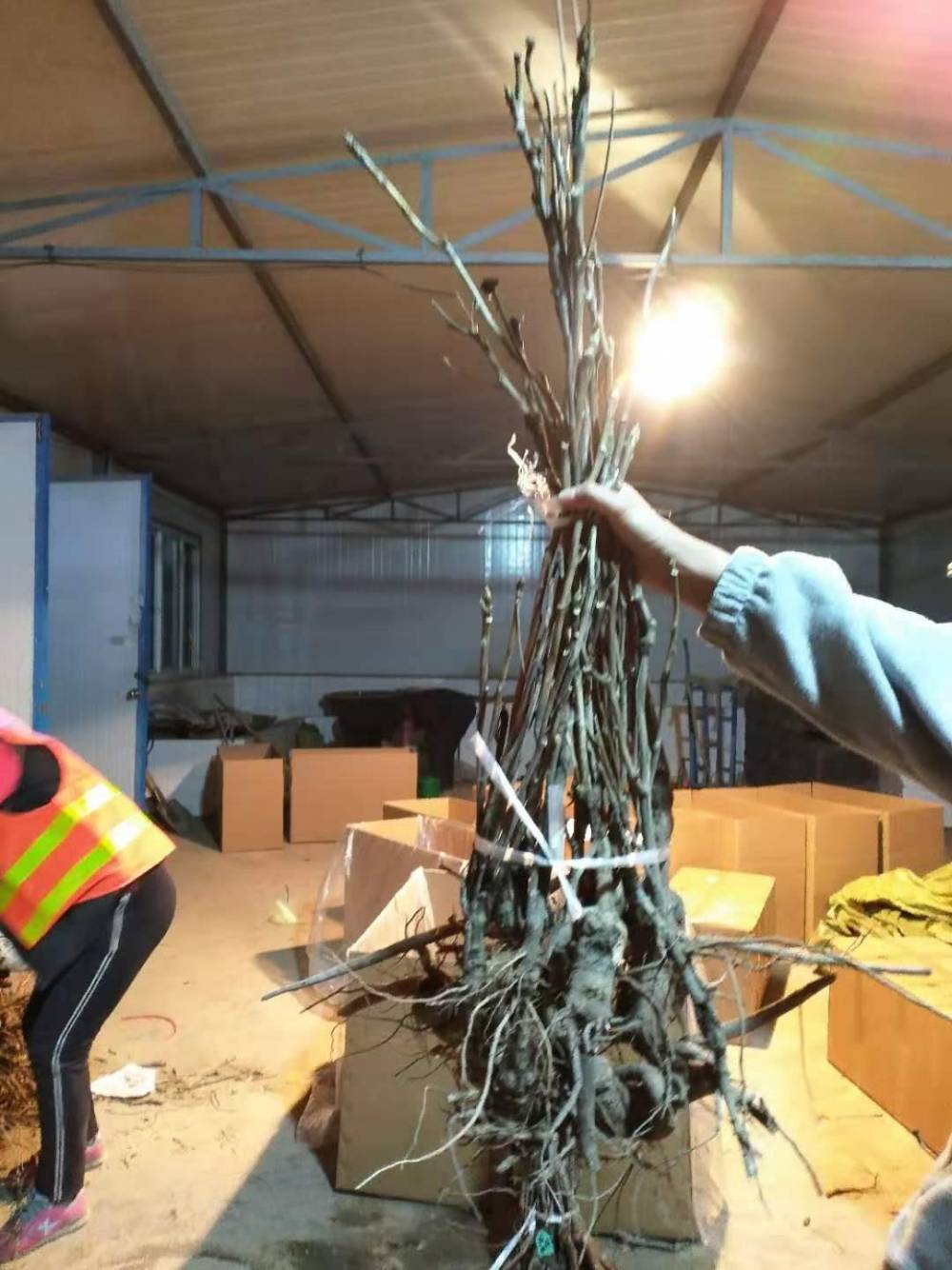 紫斑牡丹批发 牡丹种植 牡丹苗 观赏牡丹苗 北方栽种的观赏花